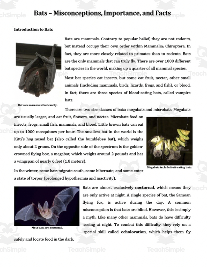 Reading Comprehension Worksheets About Bats