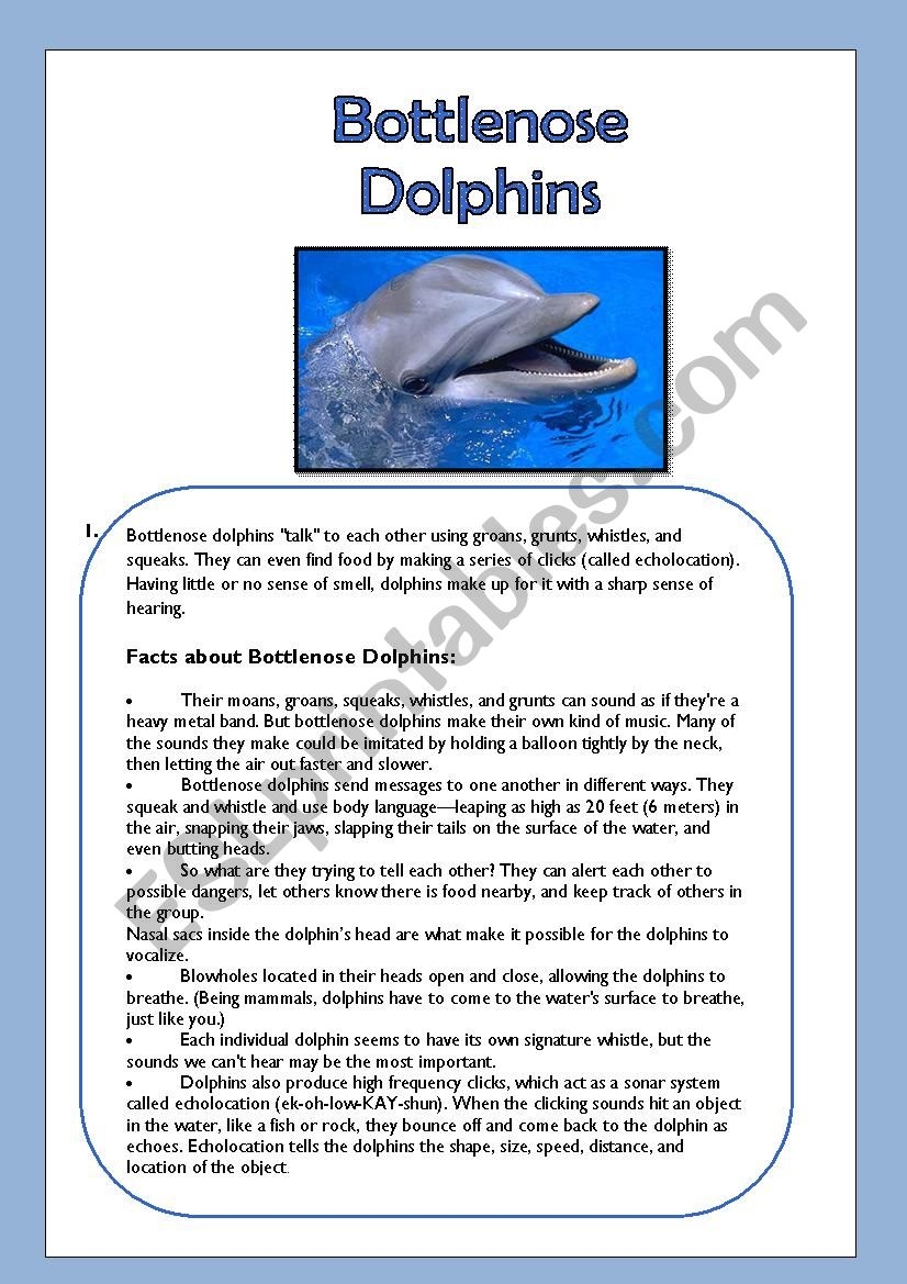Bottlenose Dolphins Reading Comprehension ESL Worksheet By Jessisun