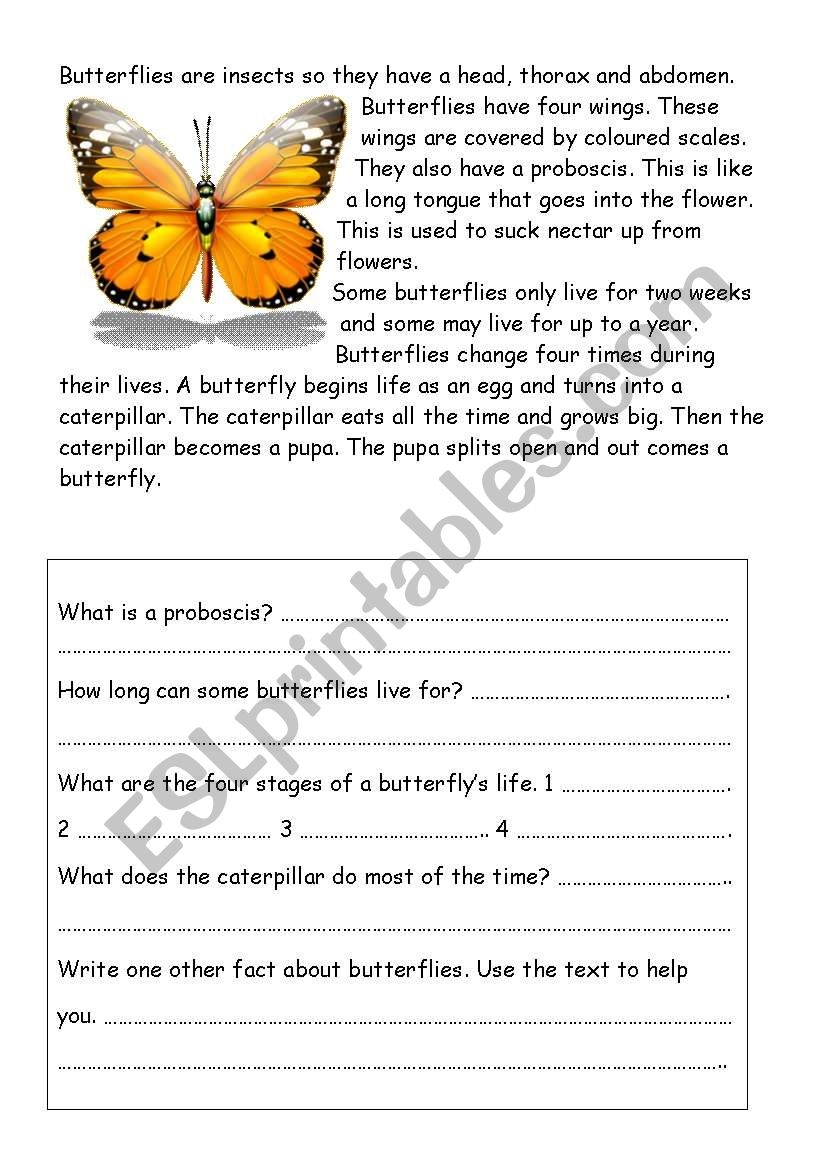 Butterflies ESL Worksheet By RitaWi