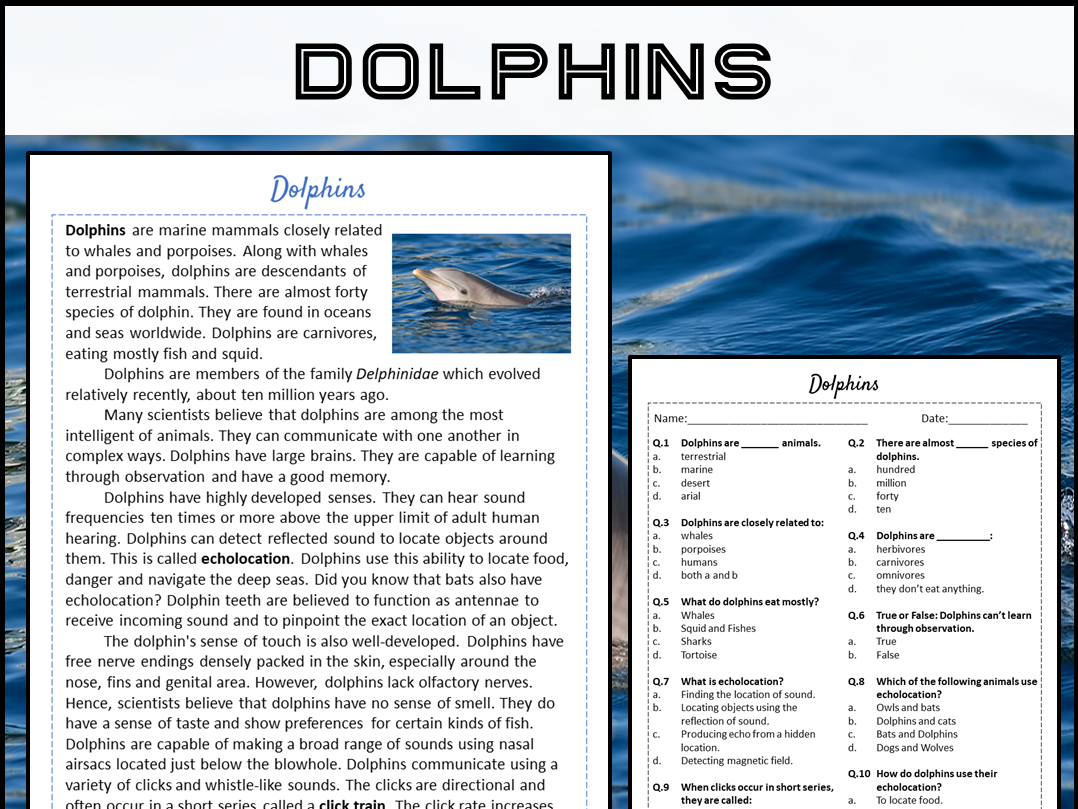 Dolphins Reading Comprehension Passage And Questions PDF 