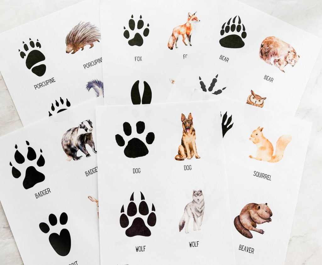 Free Animal Tracks Printable Cards Nature Activity Fox Farm Home