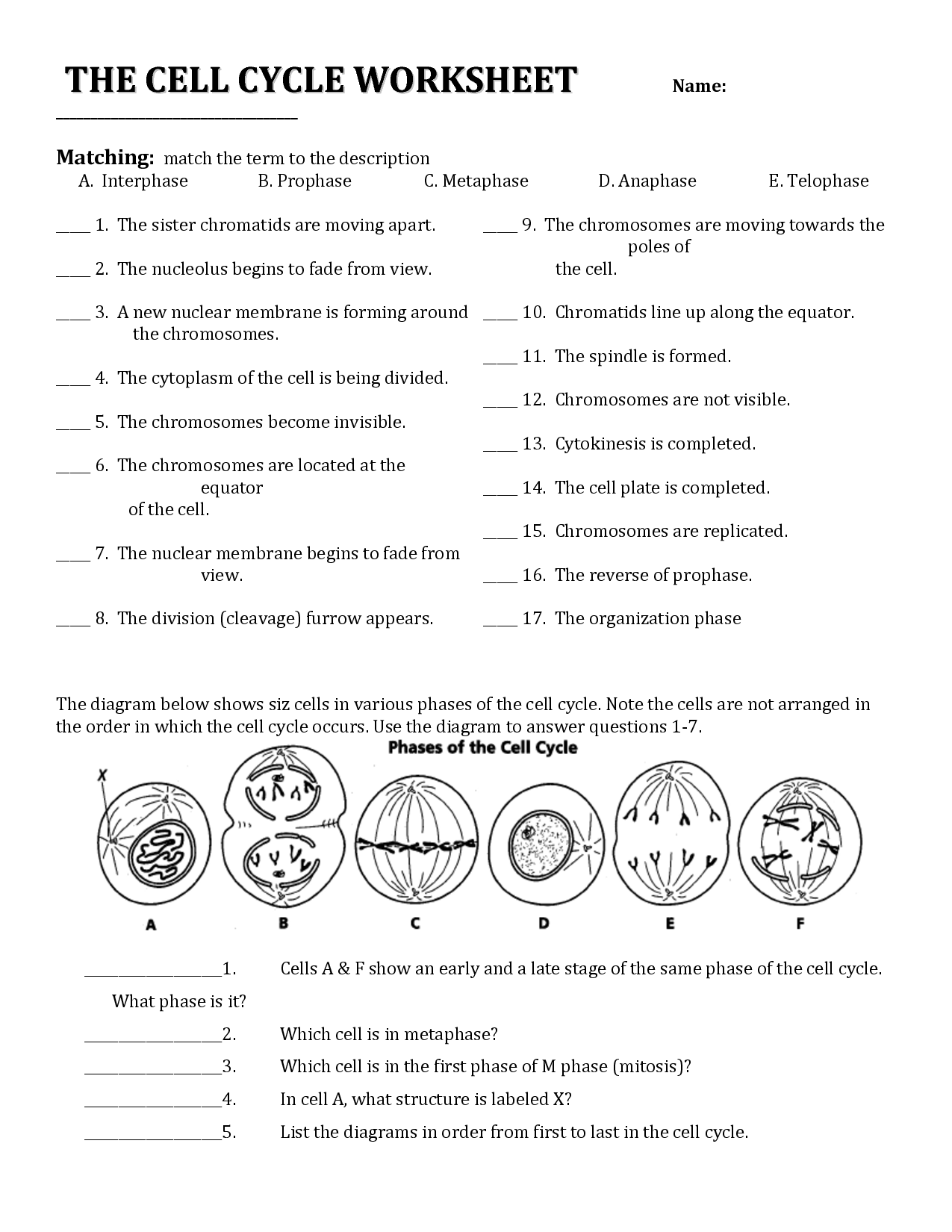 Mitosis Reading Comprehension Worksheet Pdf