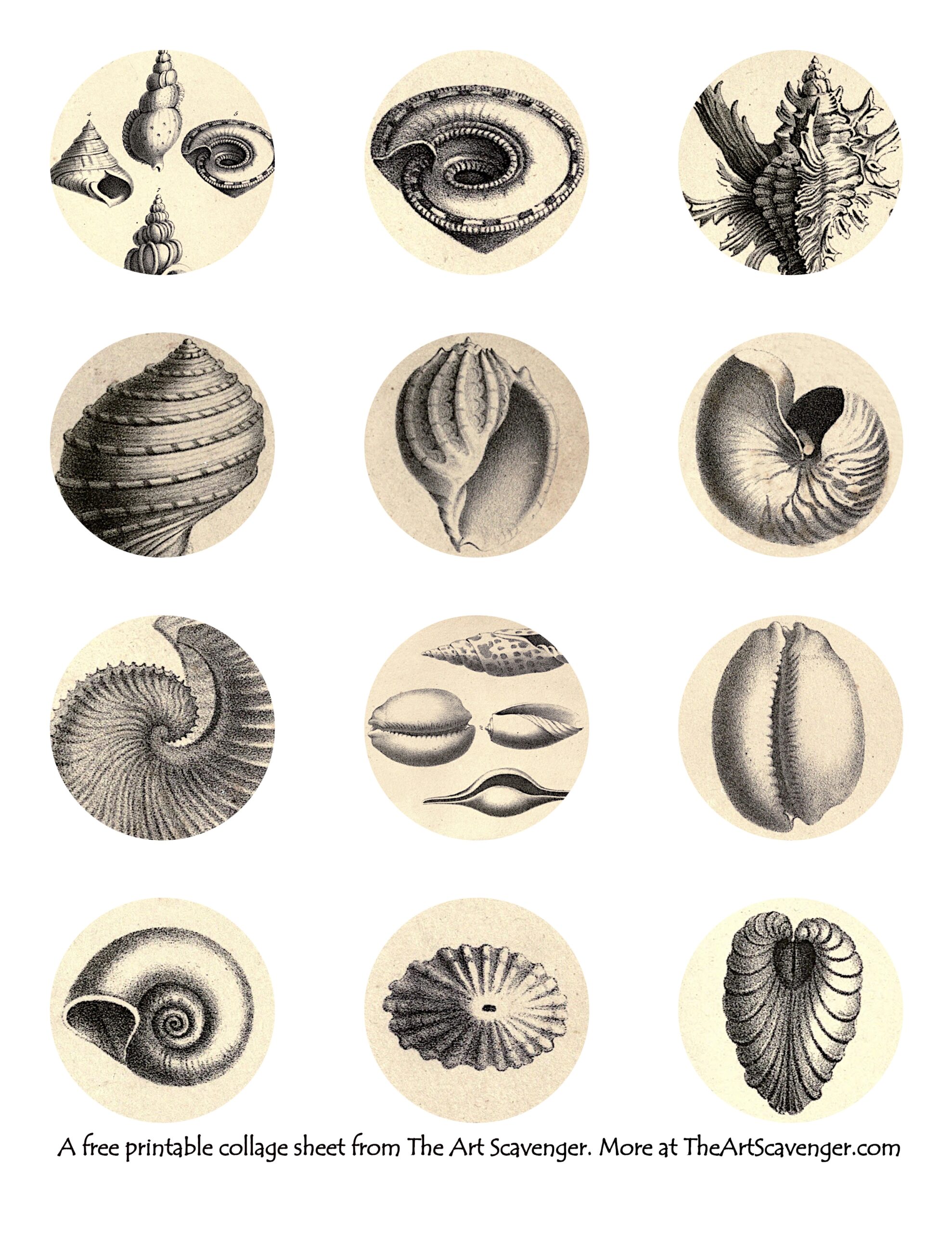 Free Vintage Seashell Illustration Collage Sheet Printables The Art Scavenger