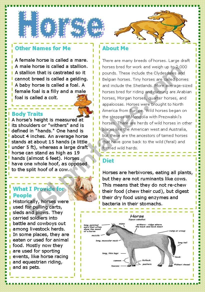 Horse ESL Worksheet By Koila21