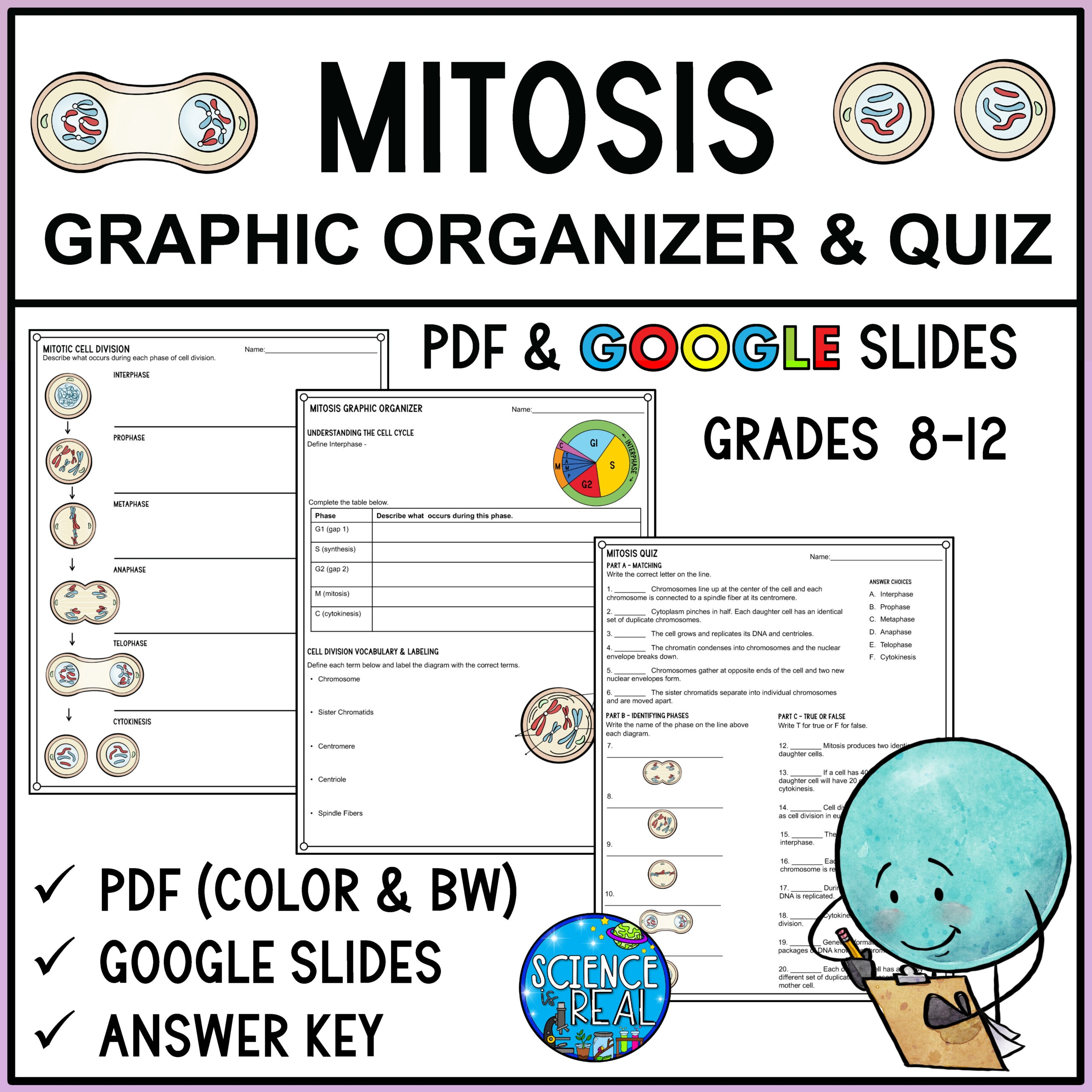Mitosis Graphic Organizer U0026 Quiz Classful