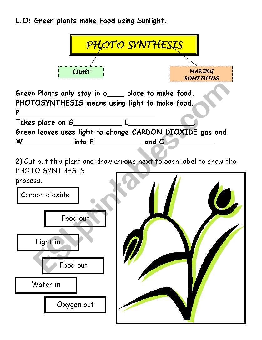 Photosynthesis ESL Worksheet By Rofloman