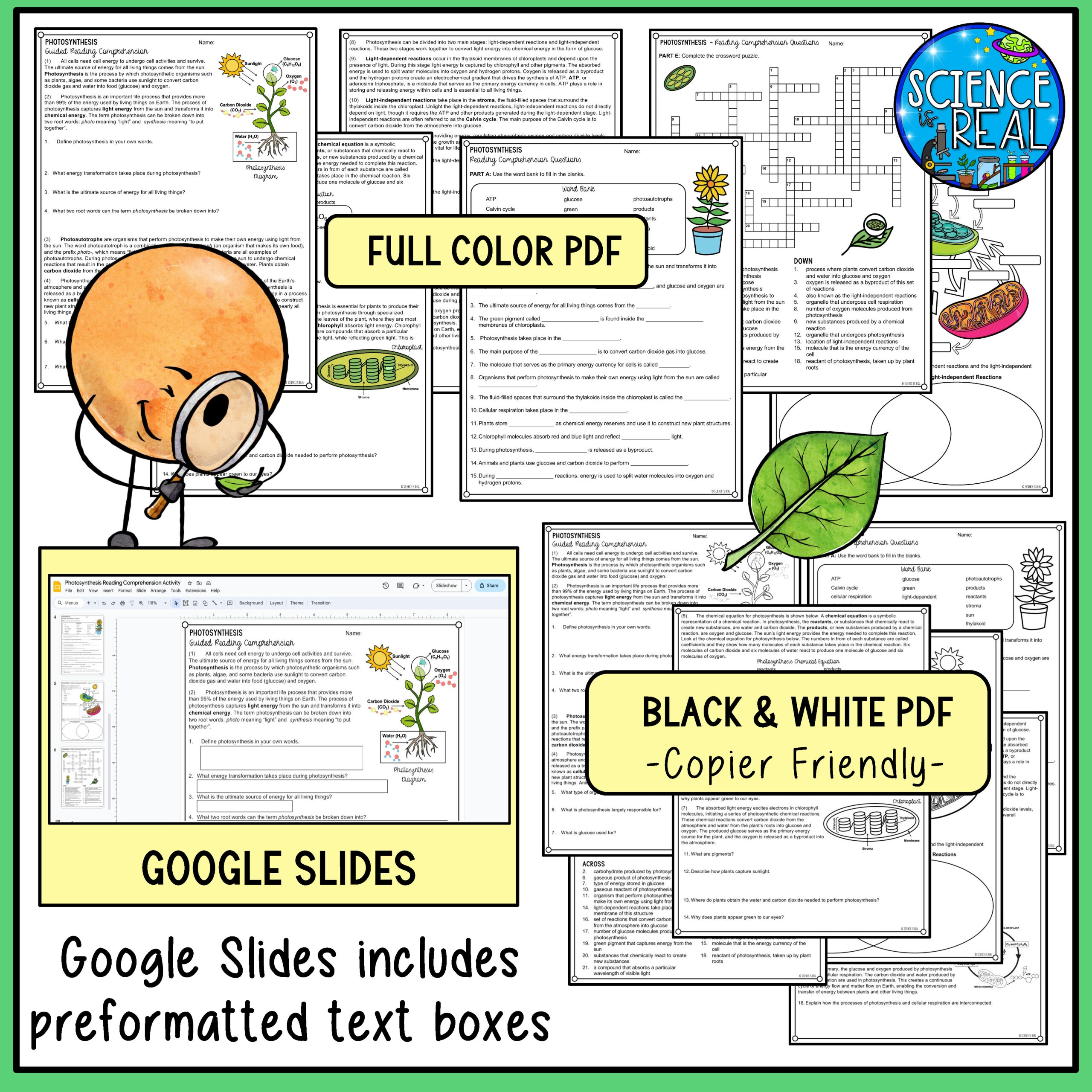 Photosynthesis Reading Comprehension And Activities Classful