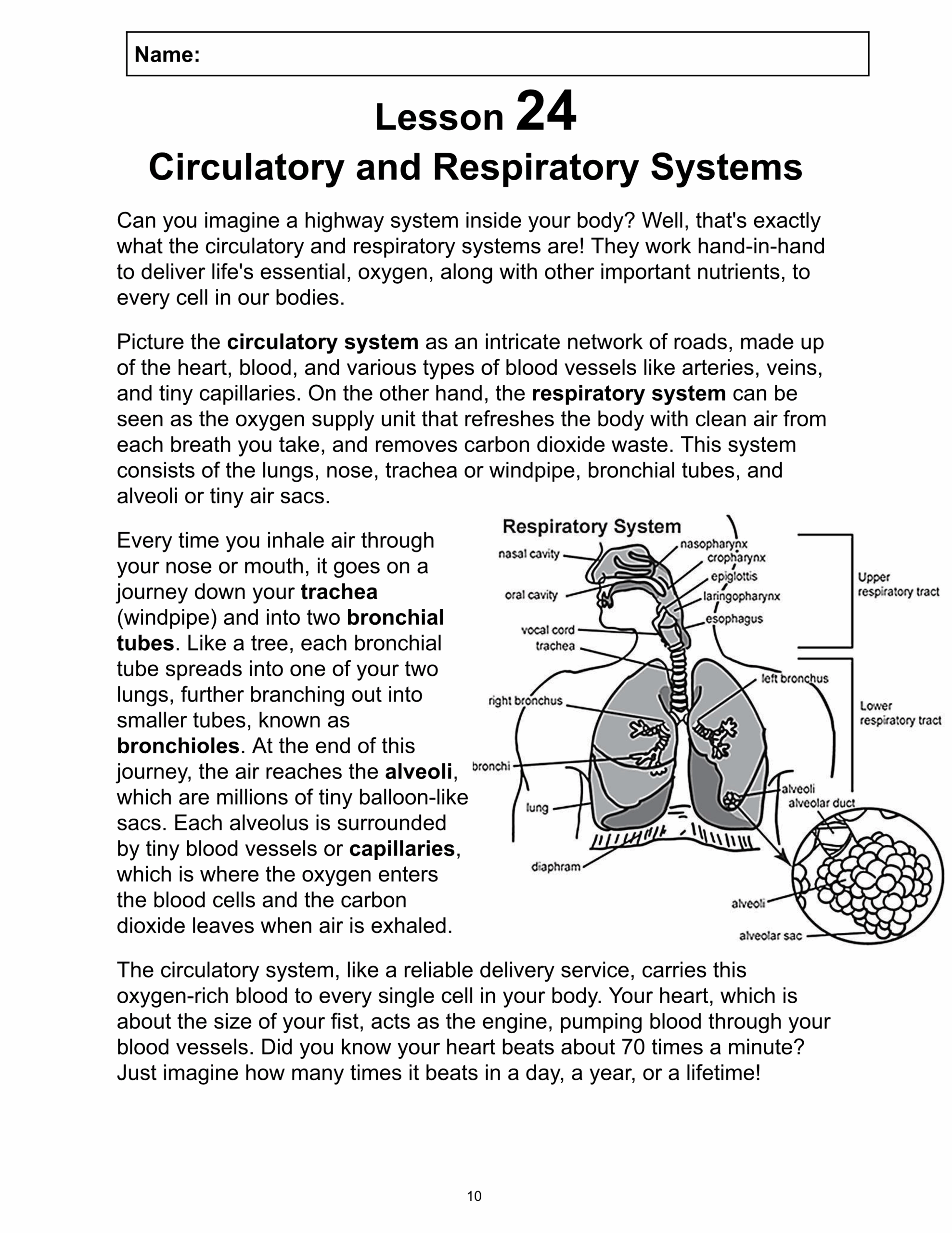 Reading Passage 24 Circulatory U0026 Respiratory Systems PDF Made Worksheets Library