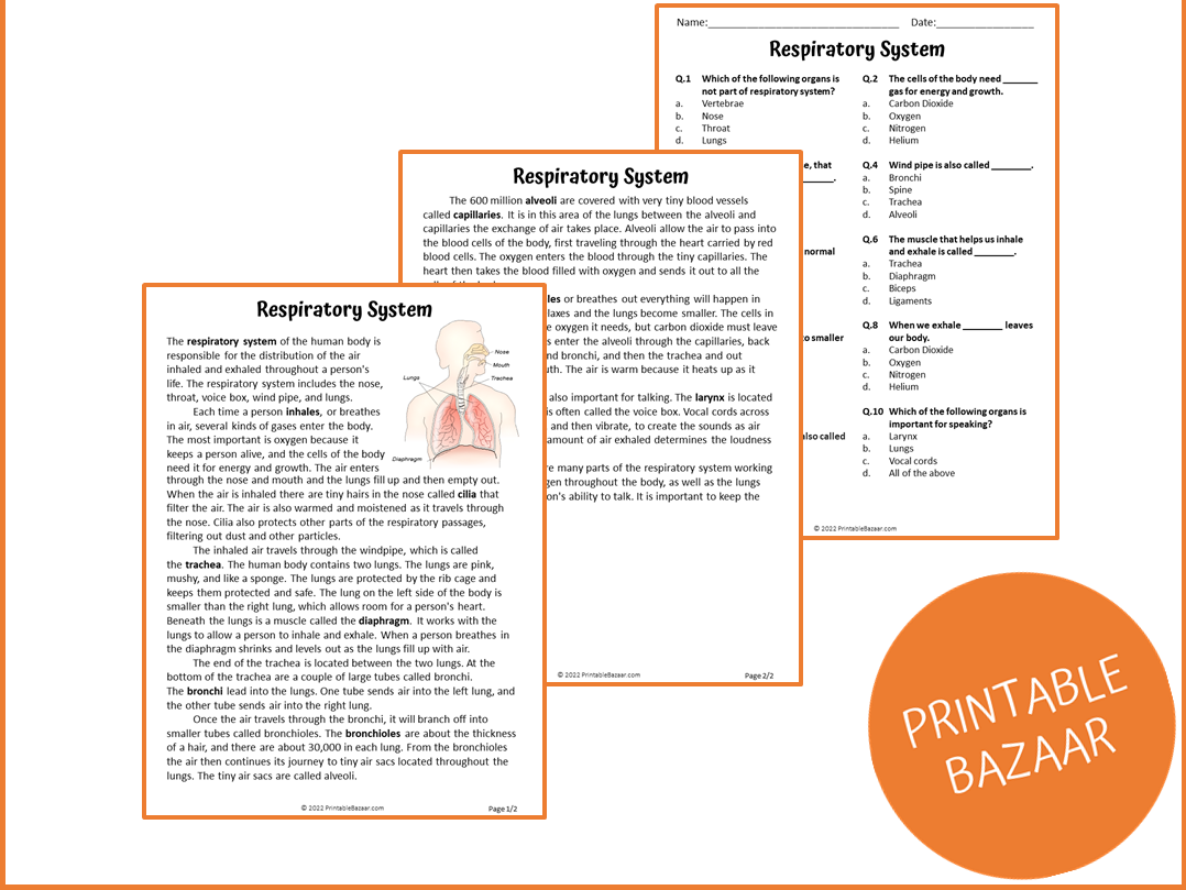 Respiratory System Reading Comprehension Passage And Questions PDF Teaching Resources