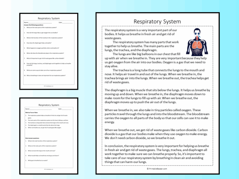 Respiratory System Reading Comprehension Passage Printable Worksheet Teaching Resources