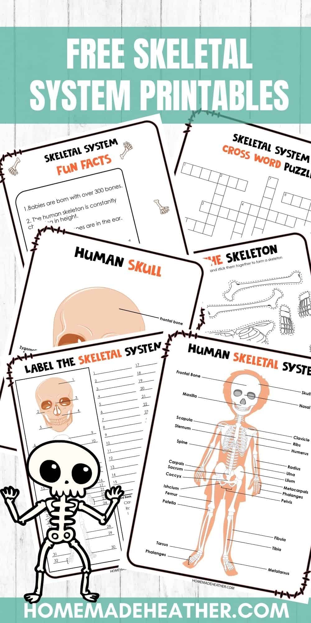Skeletal System Reading Comprehension Worksheet
