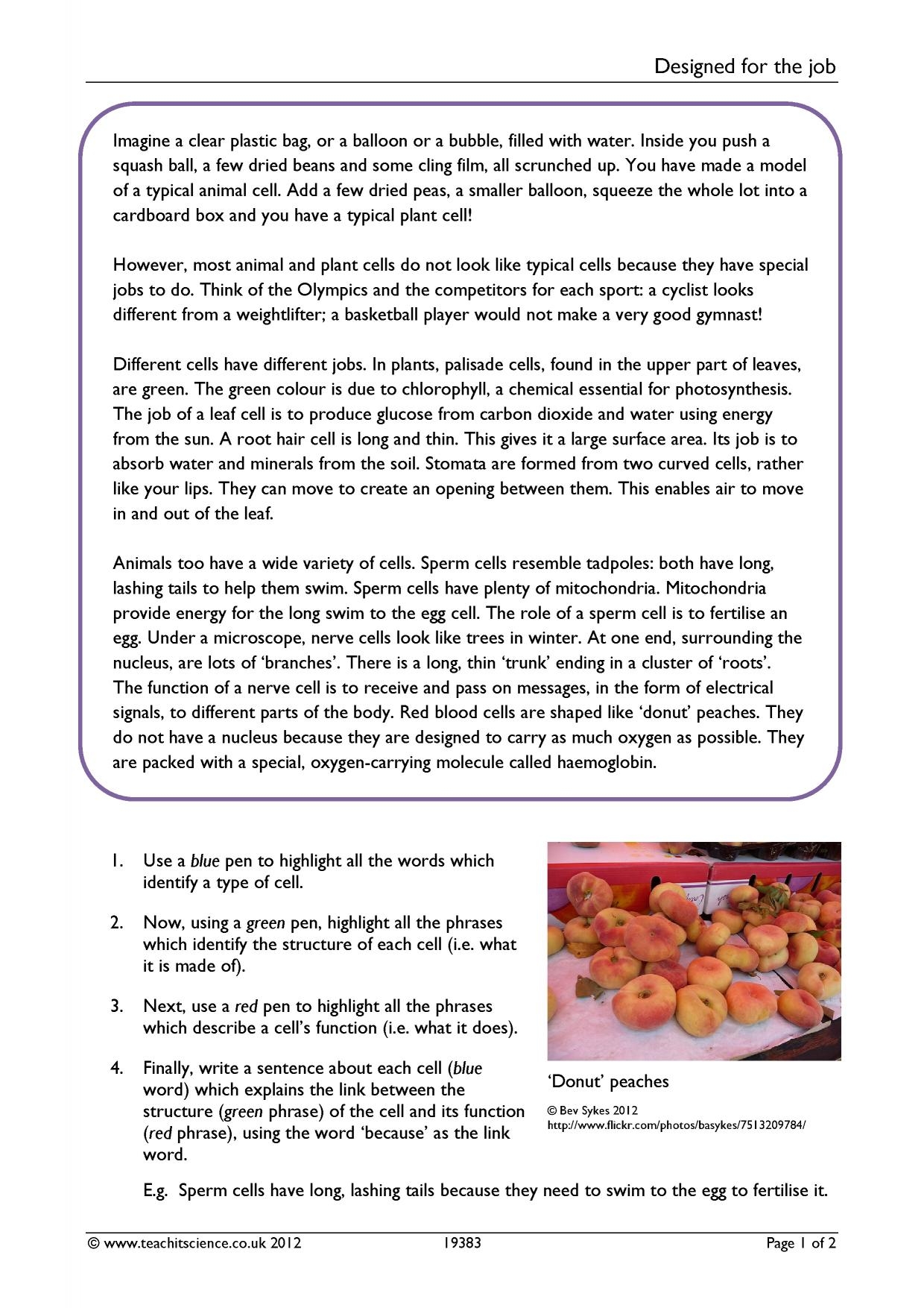 Reading Comprehension Worksheet Cells