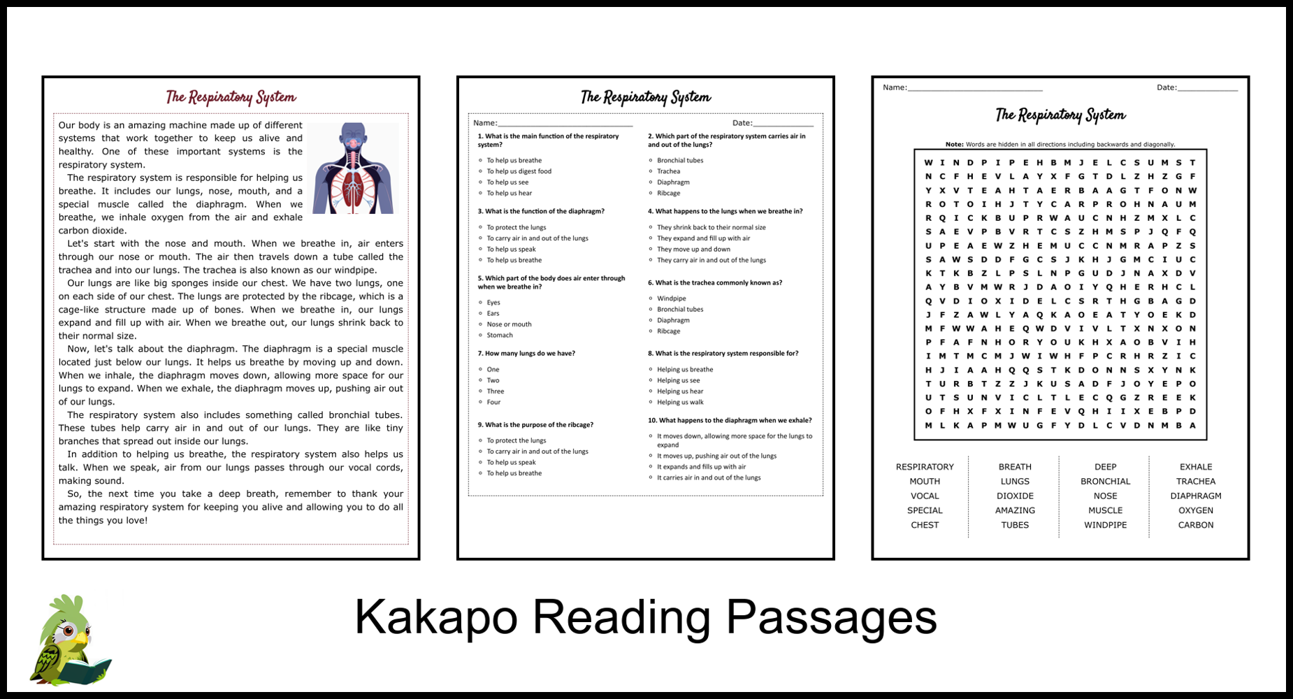 Respiratory System Reading Comprehension Worksheet