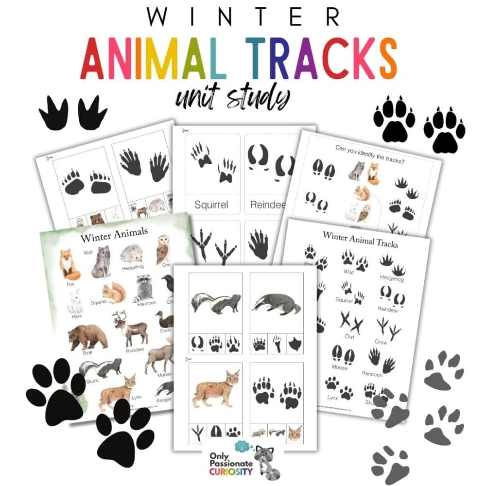 Animal Tracks Printable Free